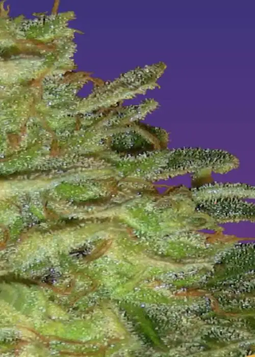Super Automatic Skunk by Ceres seeds, Autoflower cannabis strain
