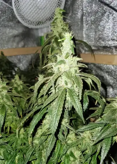 Super Blue Dream by New420Guy Seeds, Photoperiod cannabis strain