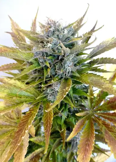 Super Blueberry Haze by Flash Seeds, Autoflower cannabis strain