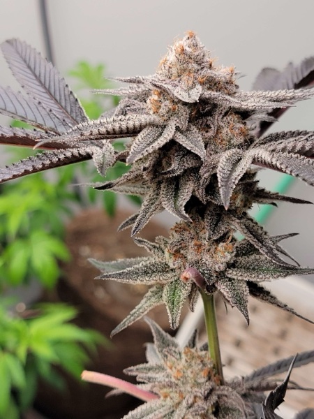 Super Boof x Touchdown Jesus