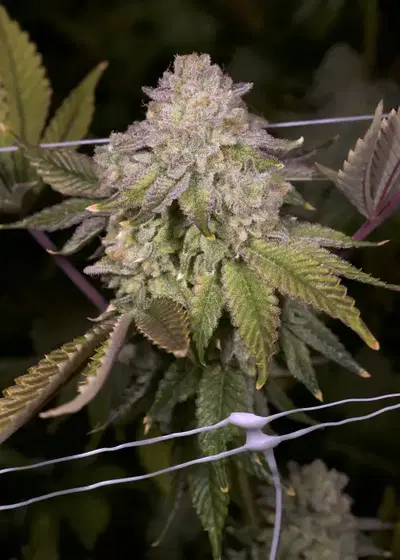 Super Boof by Royal Queen Seeds, Photoperiod cannabis strain