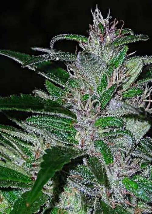 Super Cali Haze by Short Stuff, Autoflower cannabis strain