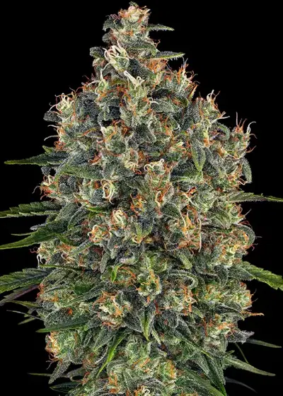 Super Cheese by Trikoma Seeds, Photoperiod cannabis strain
