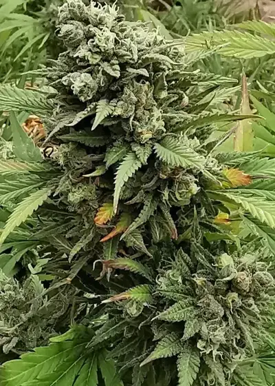 Super Critical Bud CBD by Garden of Green, Photoperiod cannabis strain