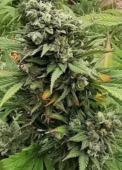 Super Critical Bud CBD by Garden of Green, Photoperiod cannabis strain
