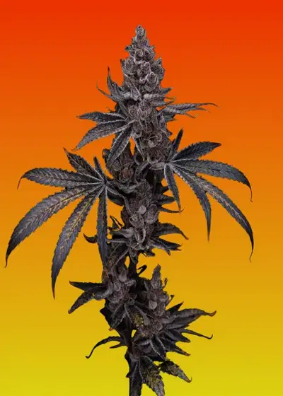 Super Fried Applez by Homegrown Genetics, Photoperiod cannabis strain