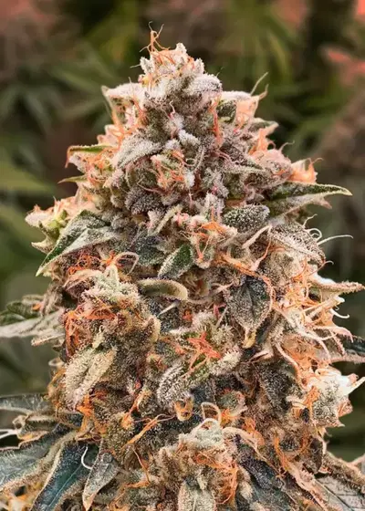 Super Glue #4 by High Speed Buds, Autoflower cannabis strain