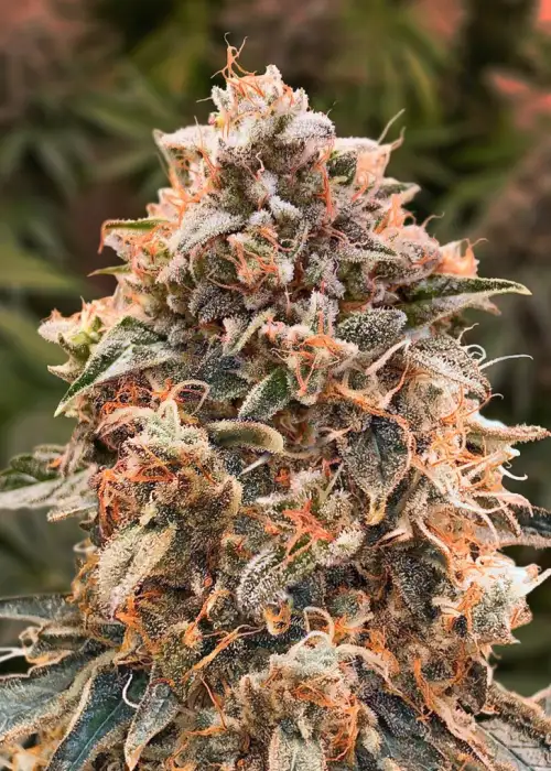 Super Glue #4 by High Speed Buds, Autoflower cannabis strain