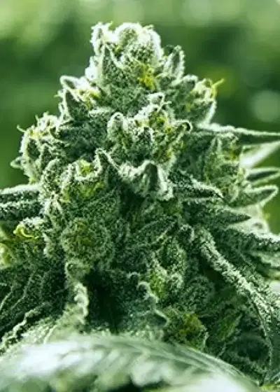 Super Goji Haze by Moxie 710, Photoperiod cannabis strain
