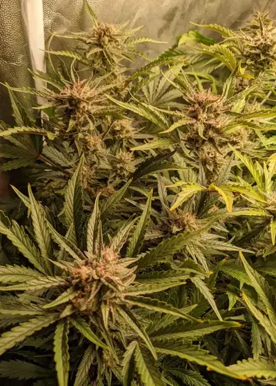 Super Gold Auto by Eurogrow, Autoflower cannabis strain