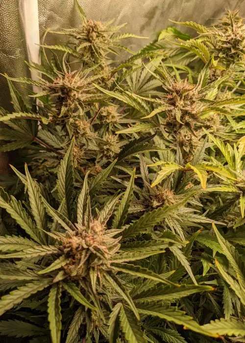 Super Gold Auto by Eurogrow, Autoflower cannabis strain