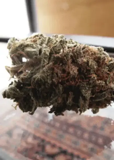 Super Iced Grapefruit by Feminised Seeds Company, Photoperiod cannabis strain