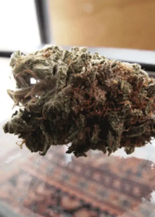 Super Iced Grapefruit by Feminised Seeds Company, Photoperiod cannabis strain