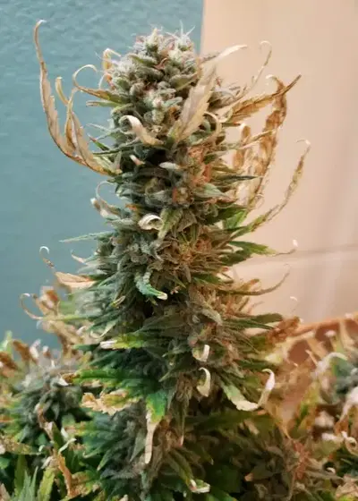 Super Kush by British Columbia Seed Company cannabis strain