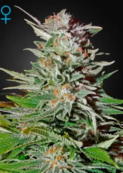Super Lemon Haze Auto cannabis strain