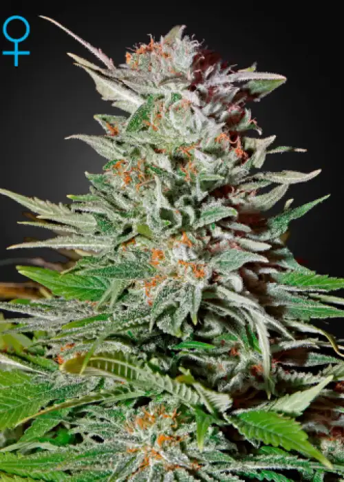 Super Lemon Haze Auto by STRNG Seeds, Autoflower cannabis strain