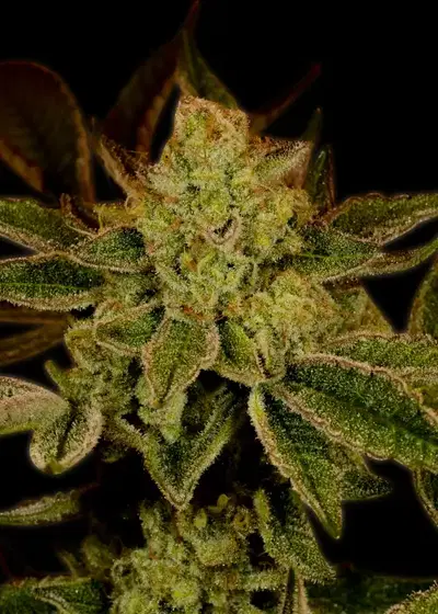 Super Lemon Haze Autoflower by Seeds Genetics Co., Autoflower cannabis strain