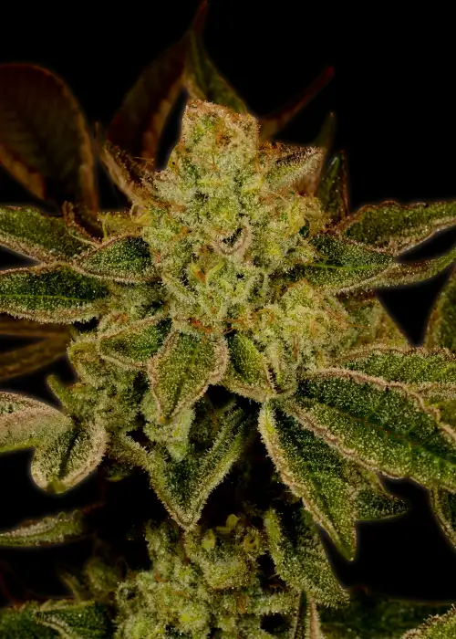 Super Lemon Haze Autoflower by Seeds Genetics Co., Autoflower cannabis strain