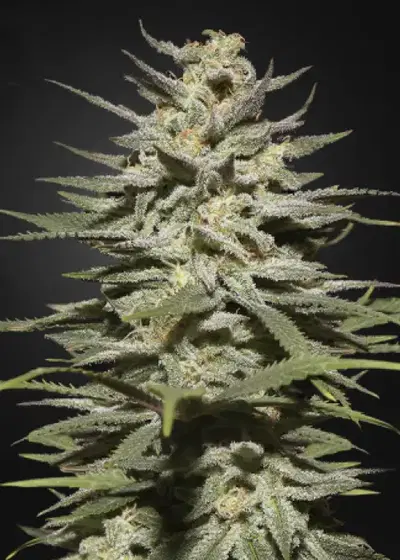 Super Lemon Haze CBD by Green House Seed Co., Photoperiod cannabis strain