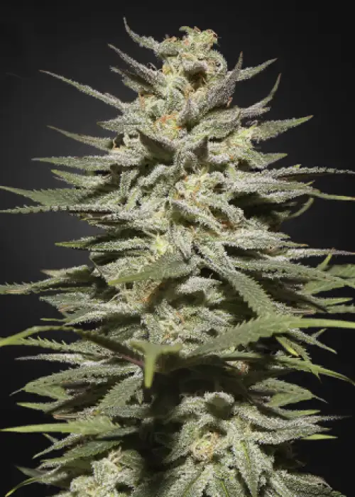 Super Lemon Haze CBD by Green House Seed Co., Photoperiod cannabis strain