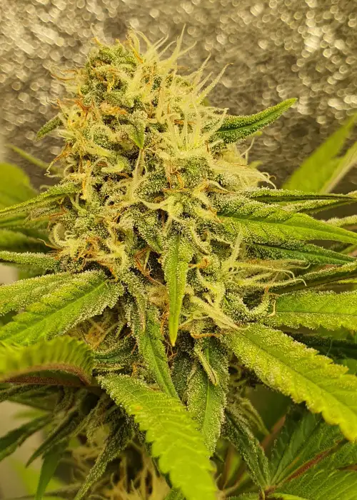 Super Lemon Haze - SLH by BSF Seeds, Photoperiod cannabis strain