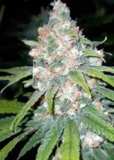 Super Lemon Haze by Mediseed Man, Photoperiod cannabis strain