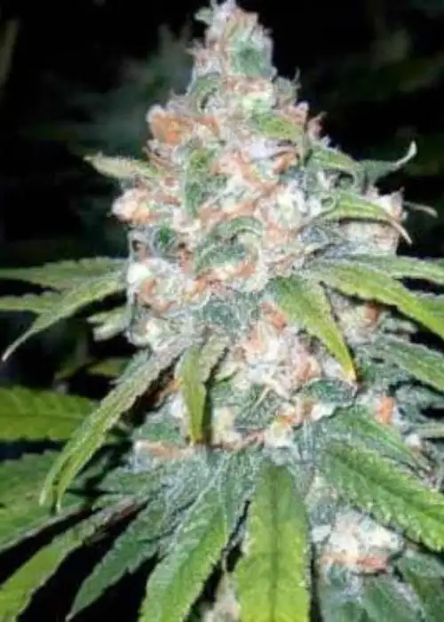 Super Lemon Haze by Mediseed Man, Photoperiod cannabis strain