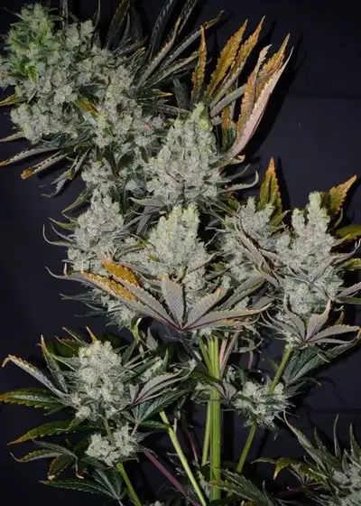 Super Malawi Haze by ACE Seeds, Photoperiod cannabis strain