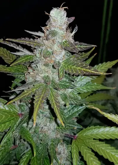 Super Mazar by Victory Seeds, Photoperiod cannabis strain