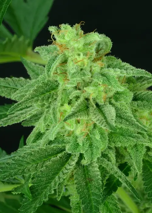 Super Mutant MASS by Critical Mass Collective, Photoperiod cannabis strain