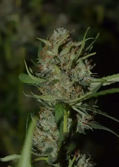 Super Power by Hy-seeds, Photoperiod cannabis strain