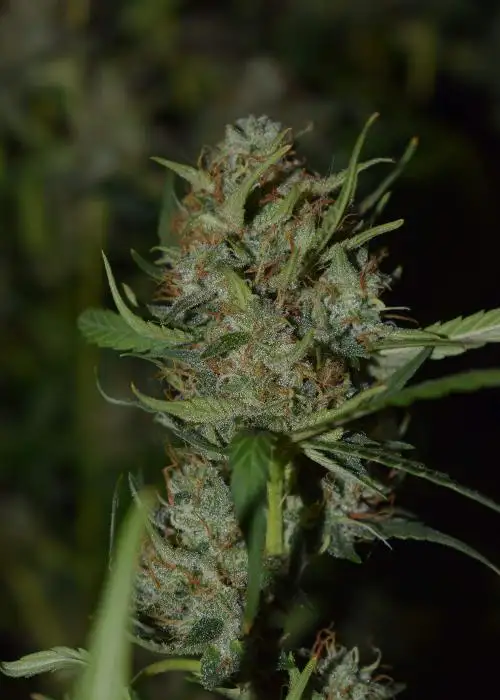 Super Power by Hy-seeds, Photoperiod cannabis strain