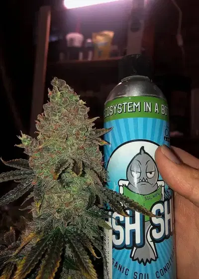 Super Purple 2.0 by NukeHeads, Photoperiod cannabis strain