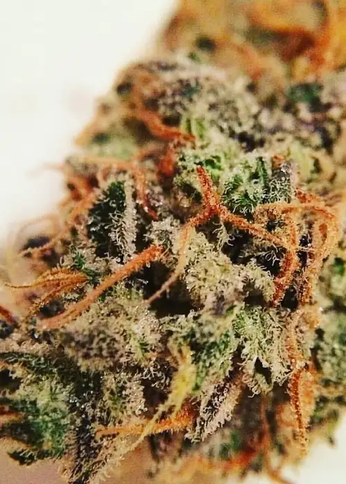 Super Shark by 710 Genetics, Photoperiod cannabis strain