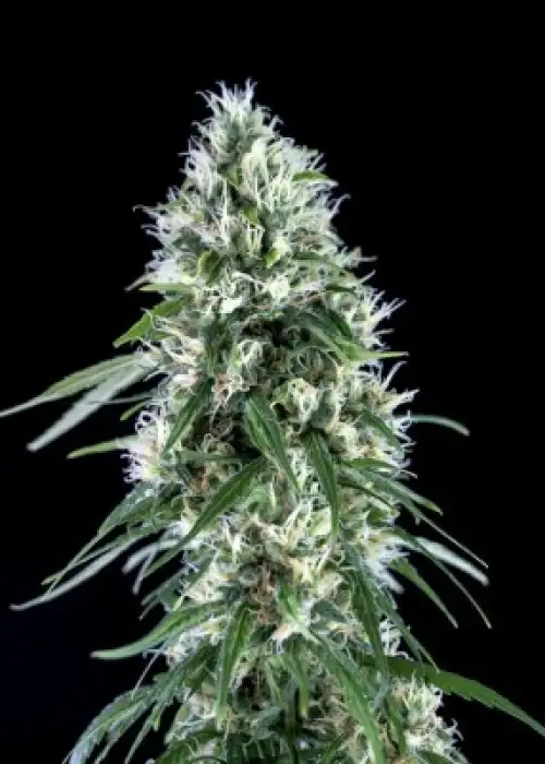 Super Silver Bilbo by Genehtik, Photoperiod cannabis strain