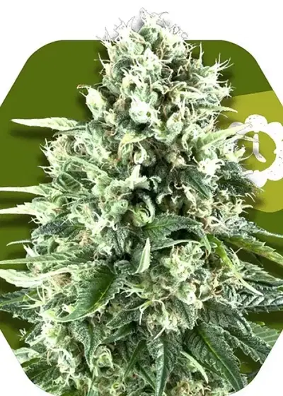 Super Silver Haze Auto by Herbies USA Express, Autoflower cannabis strain