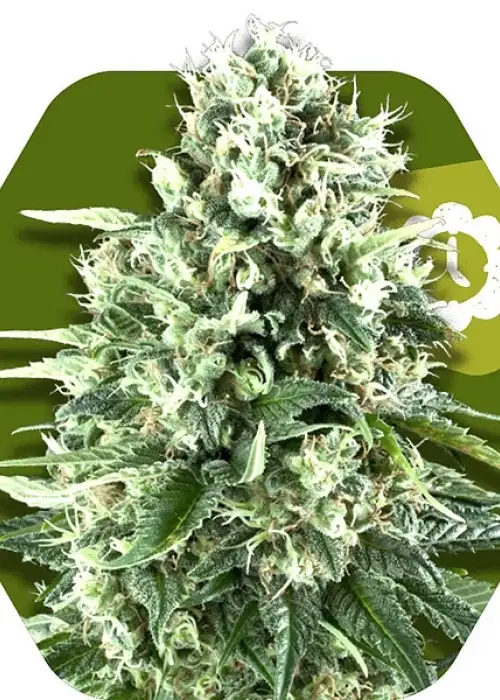 Super Silver Haze Auto by Herbies USA Express, Autoflower cannabis strain