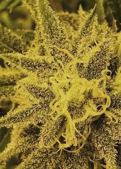 Super Silver Haze Fem by 207 Genetics, Photoperiod cannabis strain