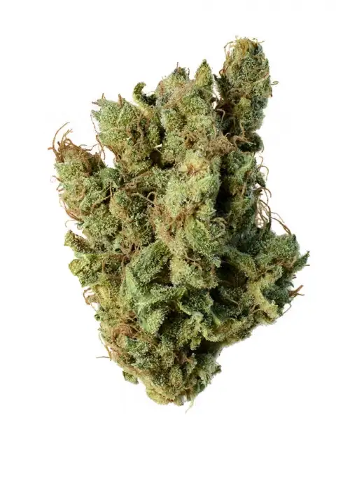 Super Silver Haze by Mediseed Man, Photoperiod cannabis strain