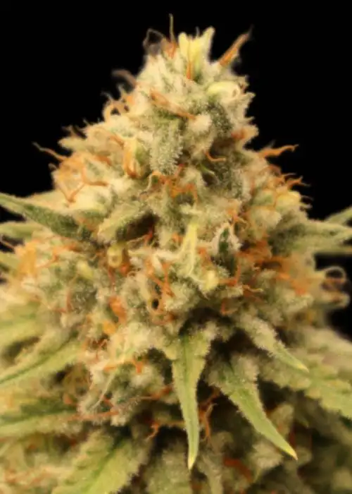 Super Silver Lemon Haze by Dutchfem, Photoperiod cannabis strain