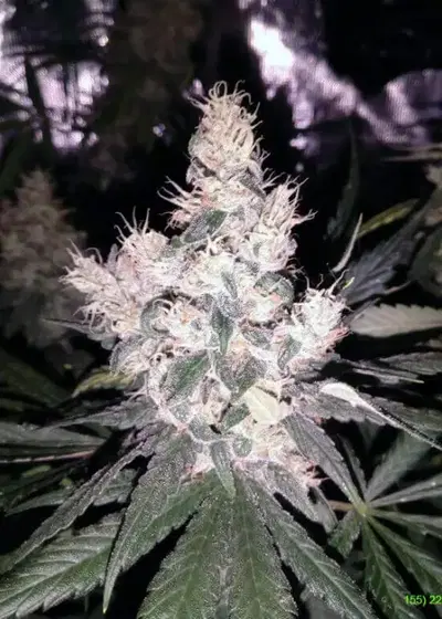 Super Silverhaze by Hy-seeds, Photoperiod cannabis strain