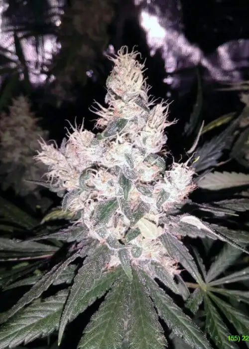 Super Silverhaze by Hy-seeds, Photoperiod cannabis strain