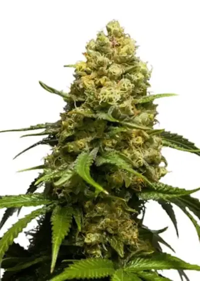 Super Skunk Auto by Herbies USA Express, Autoflower cannabis strain