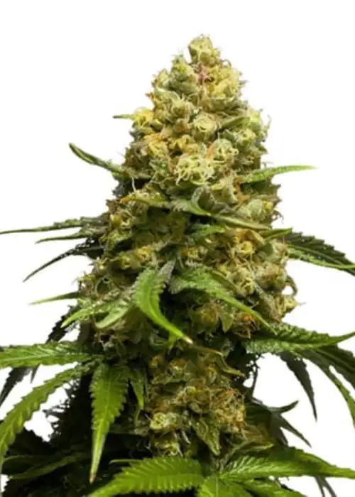 Super Skunk Auto by Herbies USA Express, Autoflower cannabis strain