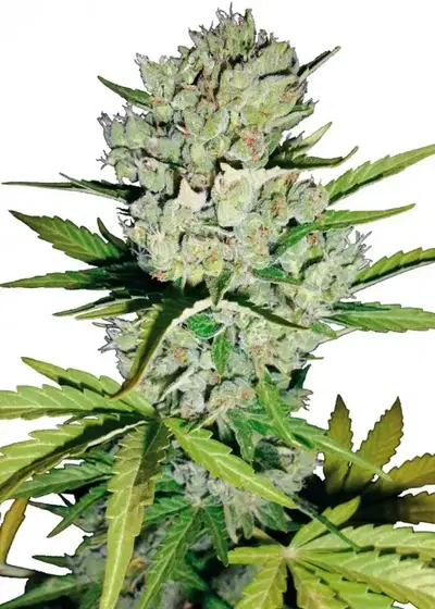 Super Skunk Automatic by White Label, Autoflower cannabis strain