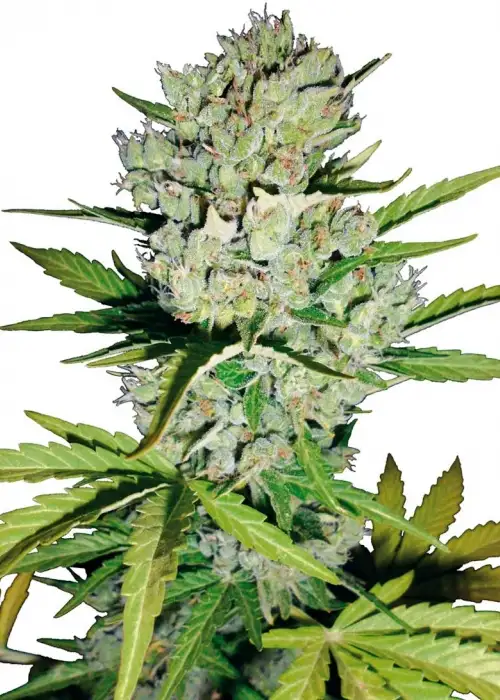 Super Skunk Automatic by White Label, Autoflower cannabis strain