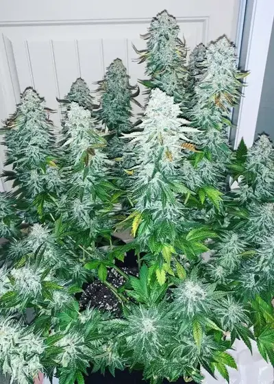 Super Skunk (fem) by ILGM, Photoperiod cannabis strain