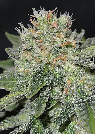 Super Skunk Kush by Garden of Green, Photoperiod cannabis strain