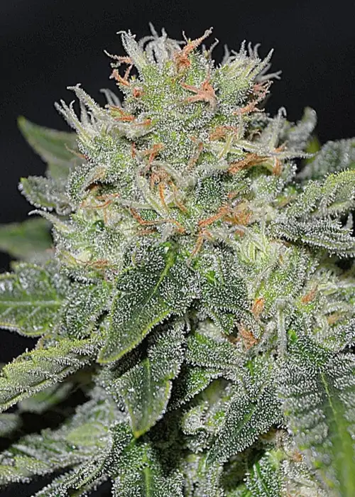 Super Skunk Kush by Garden of Green, Photoperiod cannabis strain