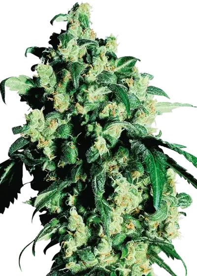 Super Skunk (regular) by ILGM, Photoperiod cannabis strain